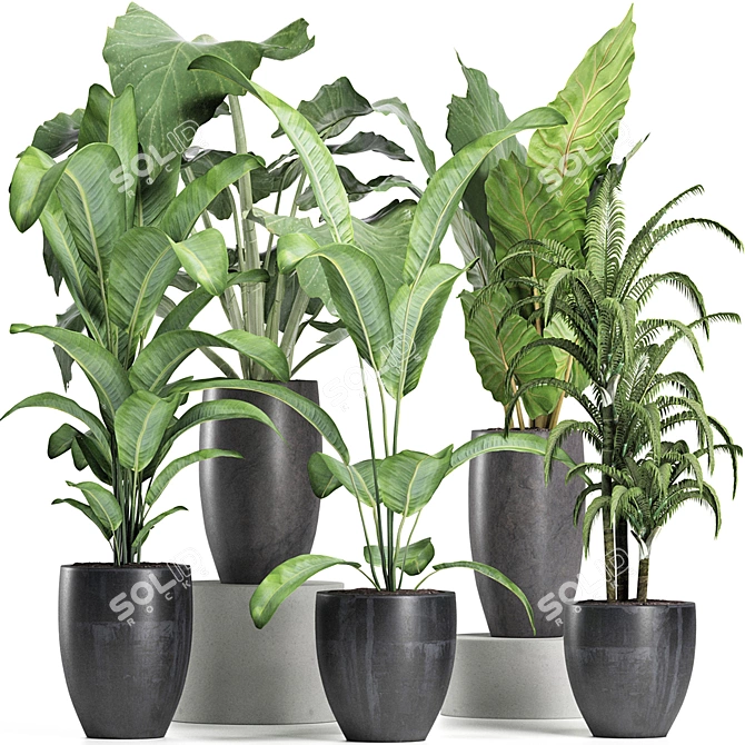 Tropical Plant Trio: Banana, Palm, Alocasia 3D model image 1