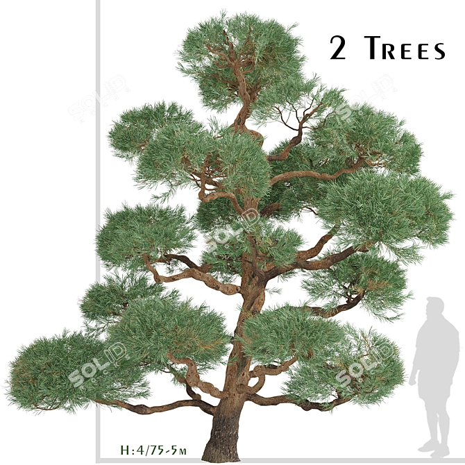 Scots Pine Trees (2-Pack) 3D model image 1