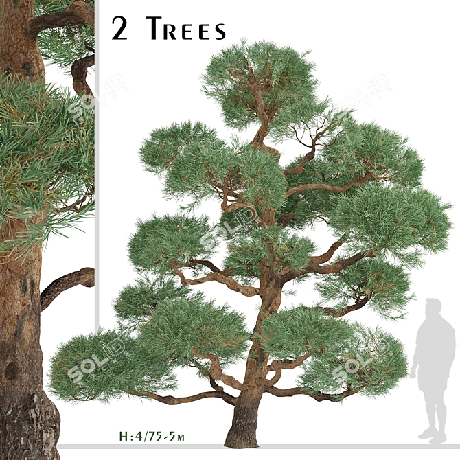 Scots Pine Trees (2-Pack) 3D model image 2