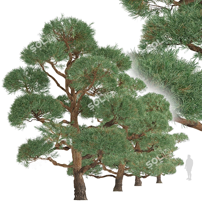 Scots Pine Trees (2-Pack) 3D model image 3