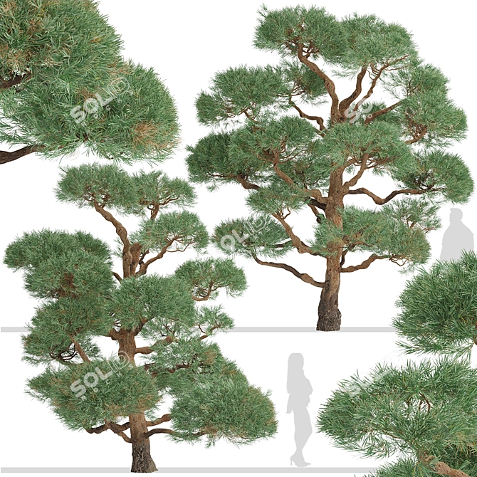 Scots Pine Trees (2-Pack) 3D model image 4