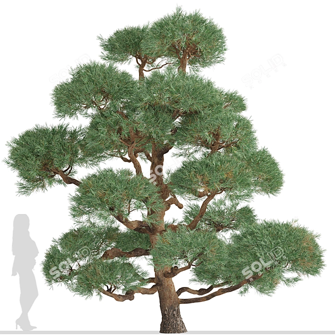 Scots Pine Trees (2-Pack) 3D model image 5