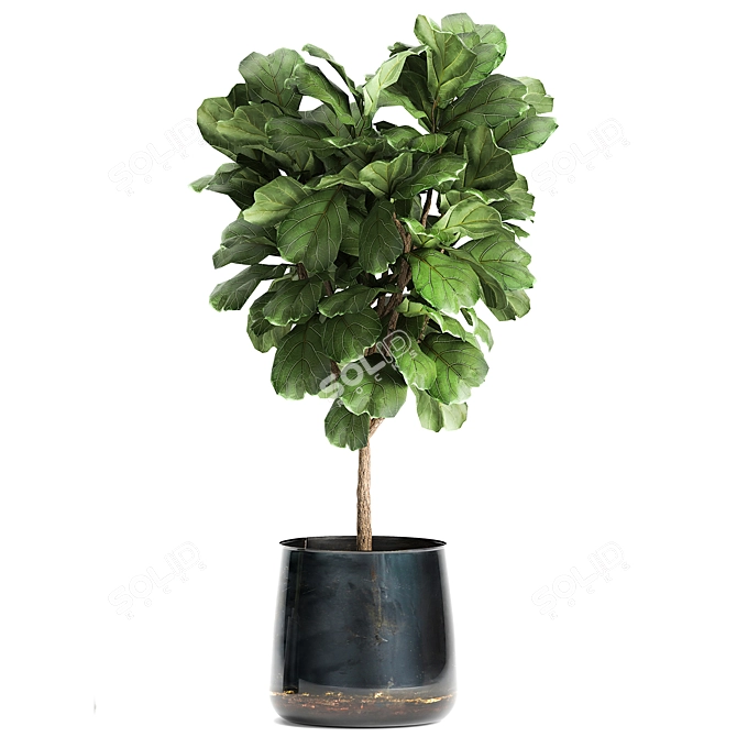 Tropical Plant Collection: Ficus Lyrata, Banana Palm 3D model image 3