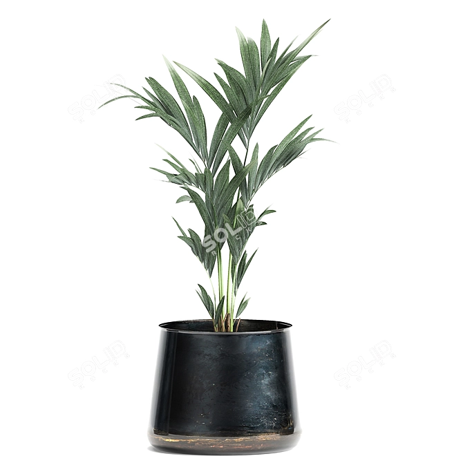 Tropical Plant Collection: Ficus Lyrata, Banana Palm 3D model image 4
