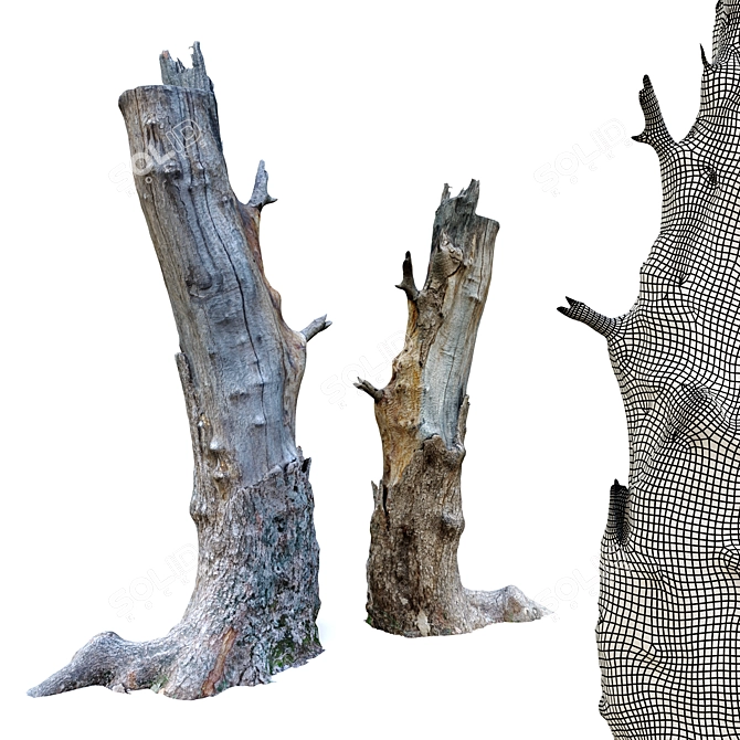 Natural Wood Tree Stump Set 3D model image 3