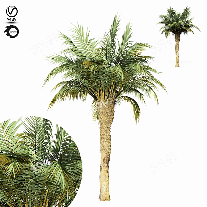 Tropical Paradise: Palm Tree 11s 3D model image 1