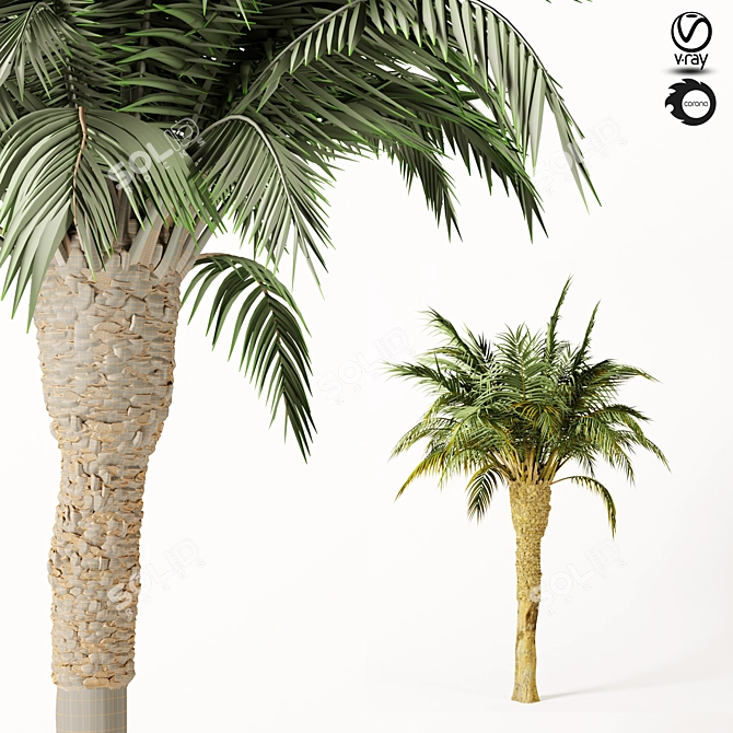 Tropical Paradise: Palm Tree 11s 3D model image 2