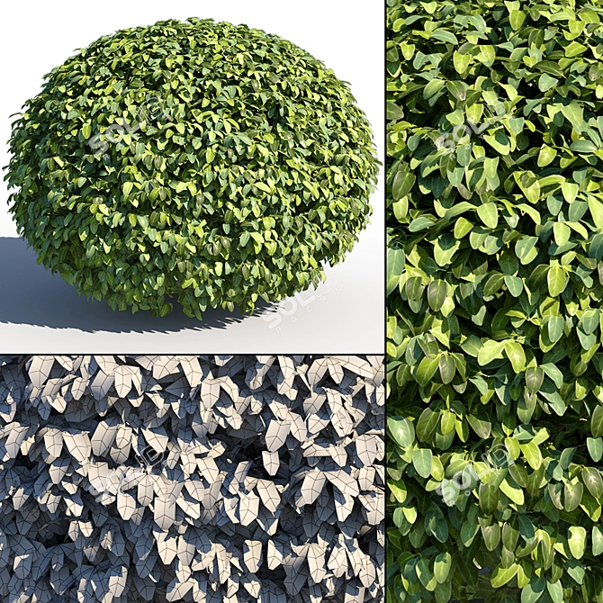 Landscaping Bushes Pack: 5 Versatile Shapes 3D model image 5