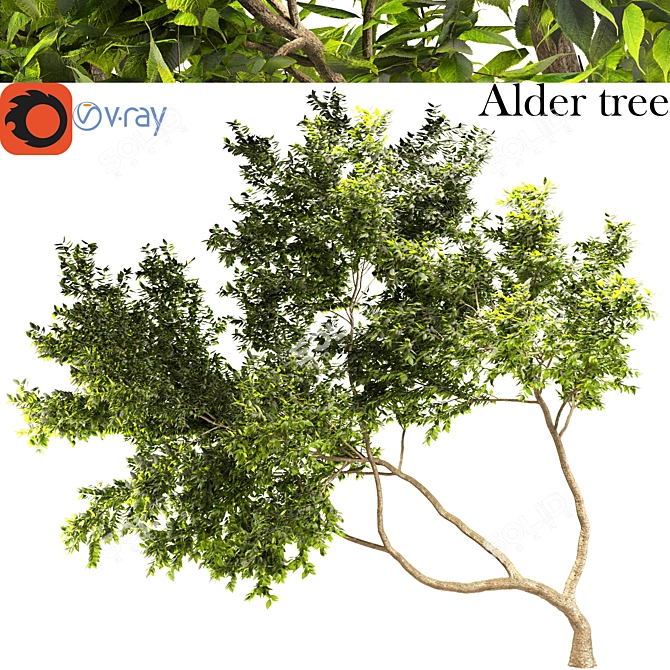 Lush Alder Tree: A Natural Beauty 3D model image 1