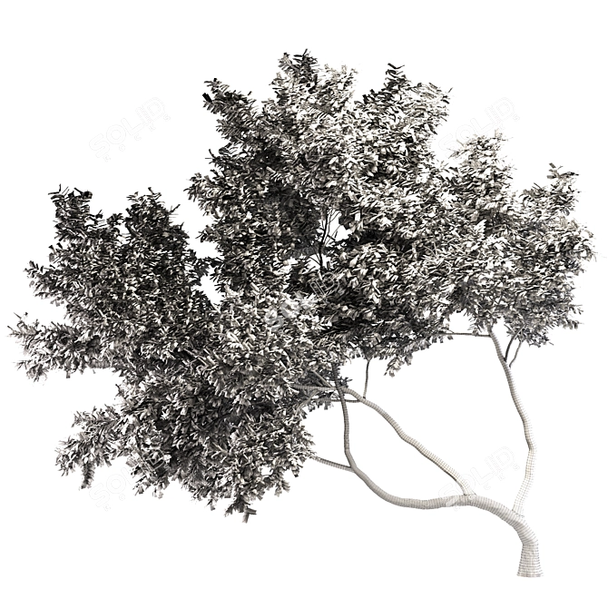 Lush Alder Tree: A Natural Beauty 3D model image 2