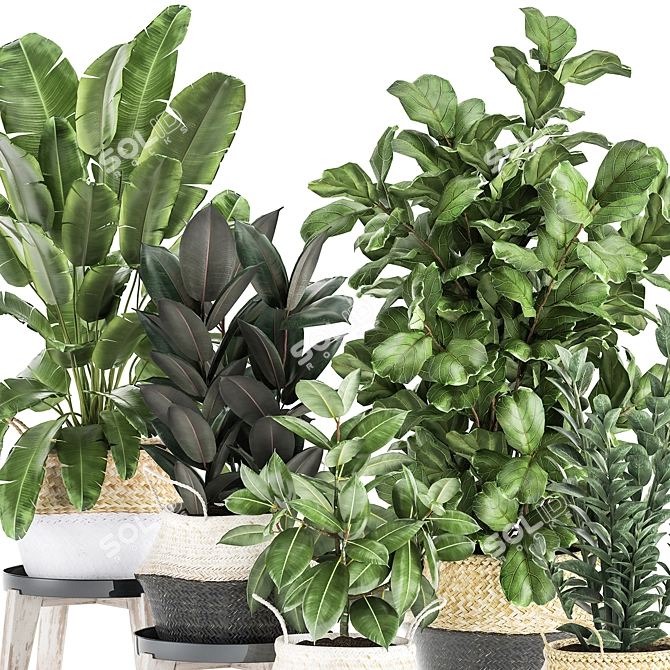 Tropical Plant Collection: Ficus, Strelitzia, Banana Palm 3D model image 2