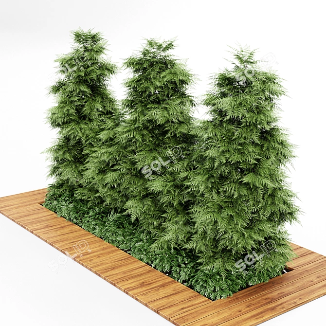 Slim Hinoki Cypress Tree - Perfect for Small Yards 3D model image 4