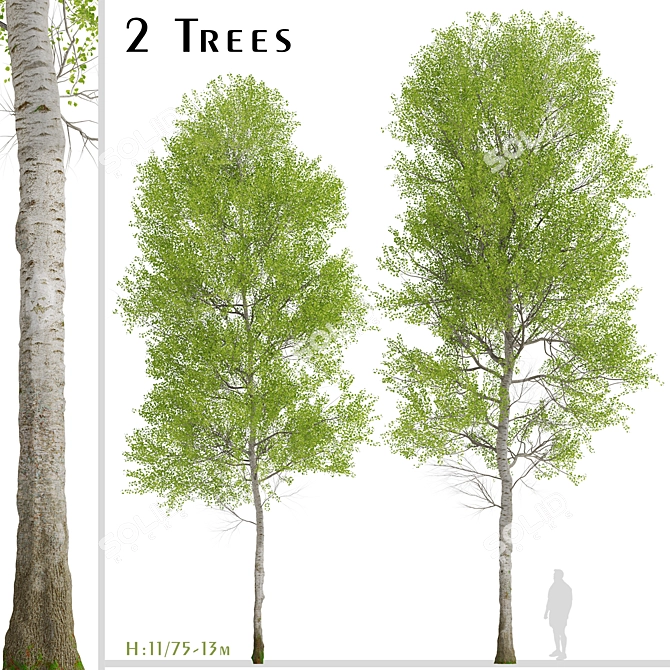 European Aspen Tree Set - Quaking Aspen, Populus Tremula 3D model image 1