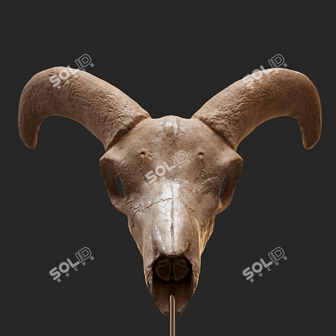 Eerie Goat Skull Décor 3D model image 2