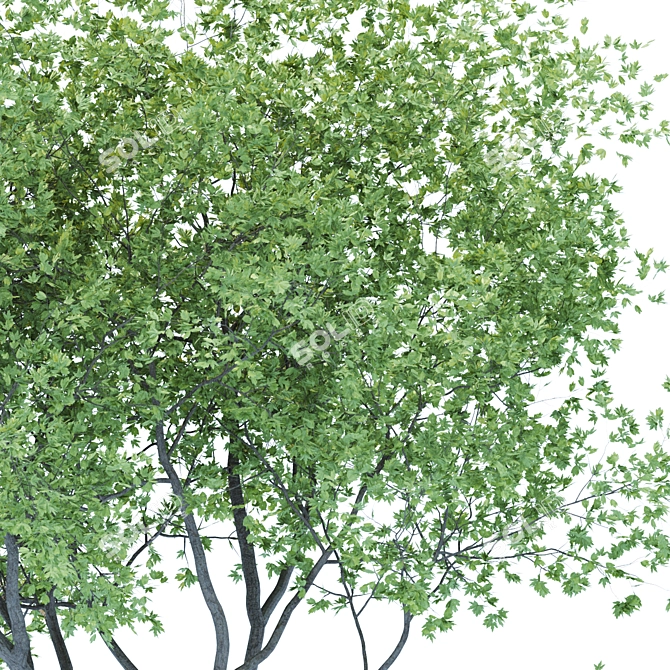 Versatile Poly Tree for Landscaping 3D model image 3