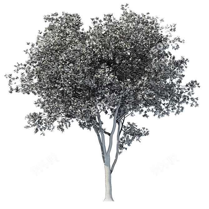 Versatile Poly Tree for Landscaping 3D model image 4