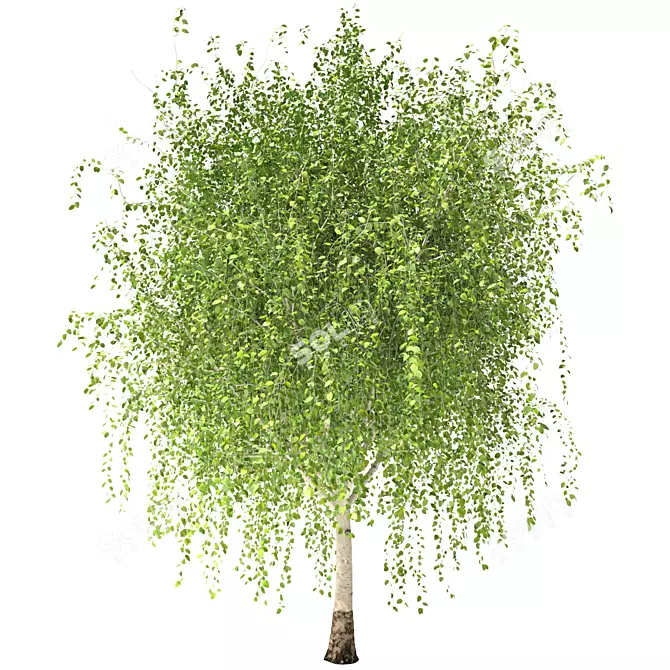 Russian Birch Tree 3D Model 3D model image 1