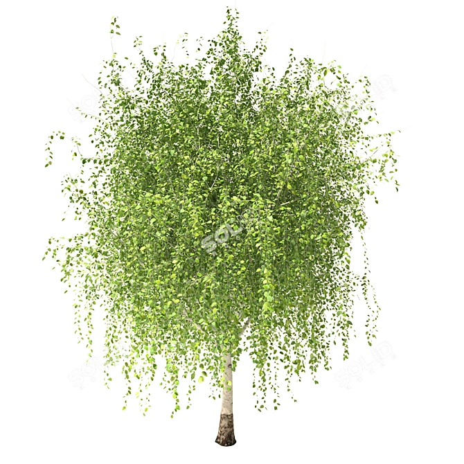 Russian Birch Tree 3D Model 3D model image 2