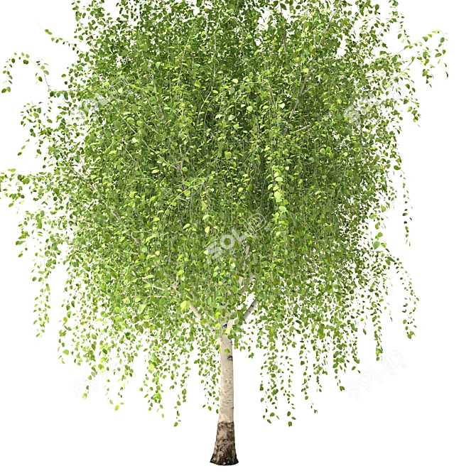 Russian Birch Tree 3D Model 3D model image 3