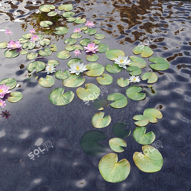 Nymphaeaceae Water Lily: Versatile Aquatic Perfection 3D model image 3