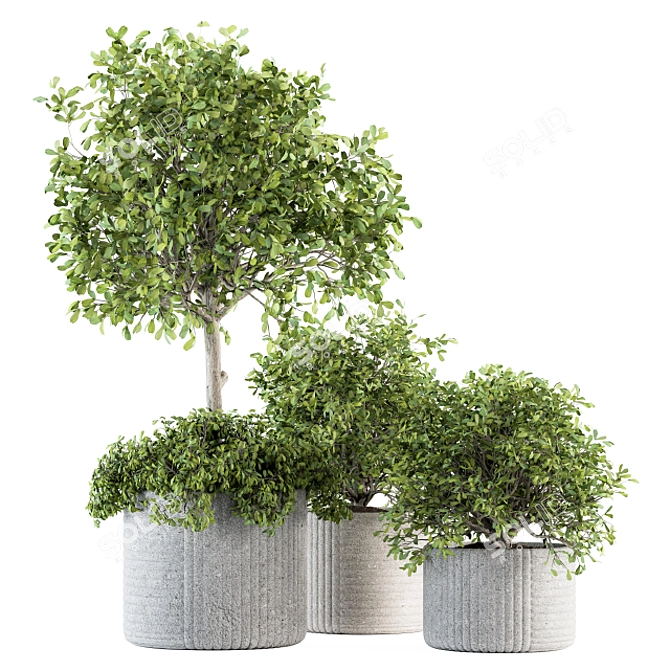 189 Indoor Plant Set: Tree in Pot 3D model image 1