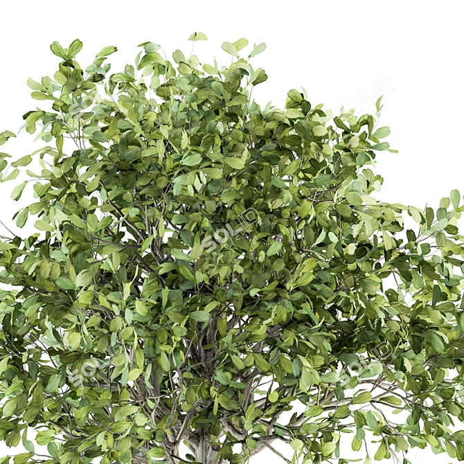 189 Indoor Plant Set: Tree in Pot 3D model image 4