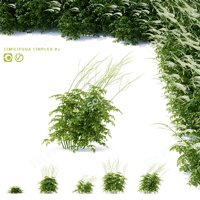 Simplux Green Cimicifuga Plant - Various Sizes 3D model image 1