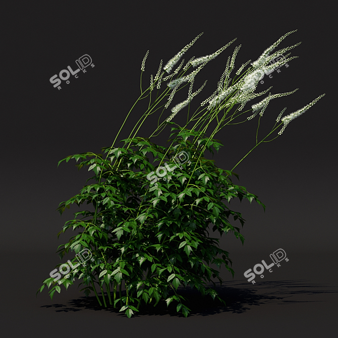 Simplux Green Cimicifuga Plant - Various Sizes 3D model image 2