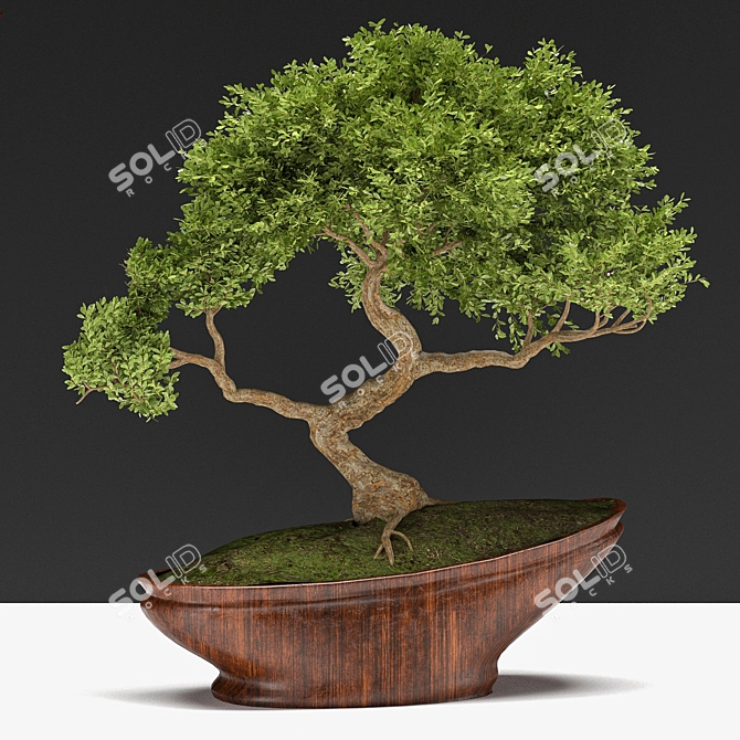 Bonsai03: Miniature Zen Garden 3D model image 5