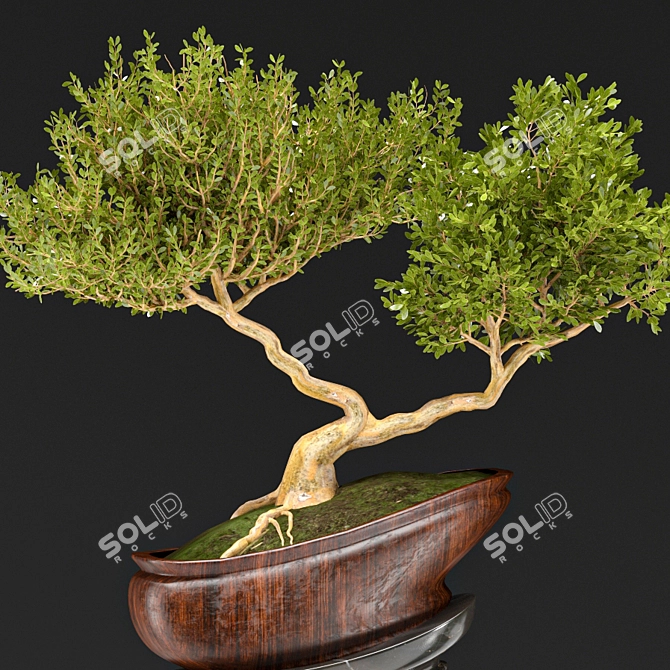 Bonsai03: Miniature Zen Garden 3D model image 6