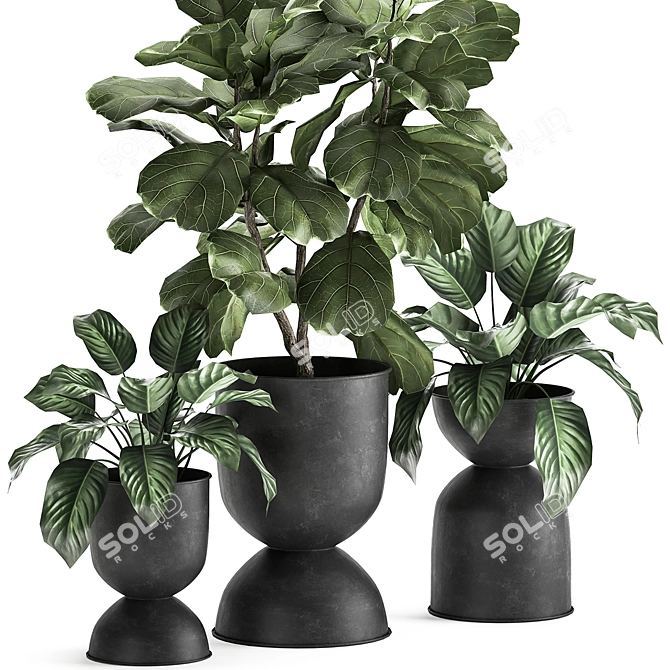 Tropical Ficus Collection: Exotic Plants for Indoor and Outdoor Decor 3D model image 2