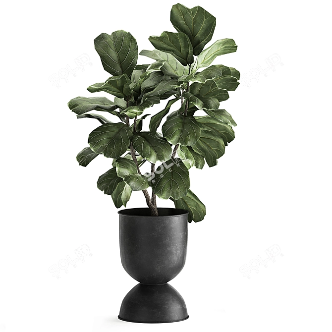 Tropical Ficus Collection: Exotic Plants for Indoor and Outdoor Decor 3D model image 3