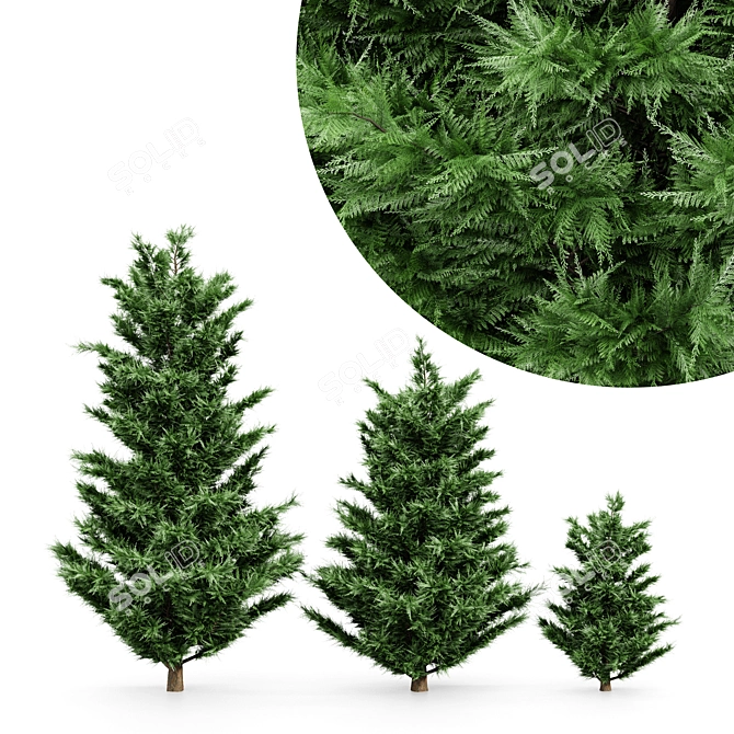 Tall Leyland Cypress Tree: 6m & 4.5m Varieties 3D model image 1