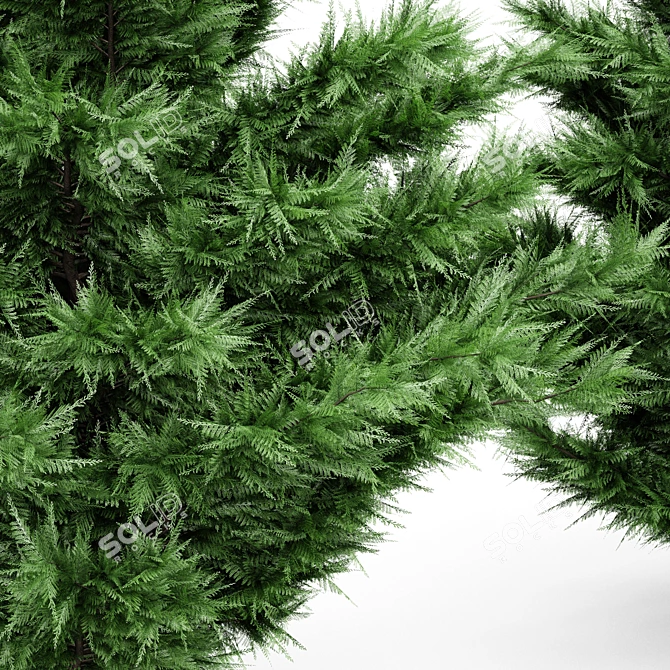 Tall Leyland Cypress Tree: 6m & 4.5m Varieties 3D model image 2