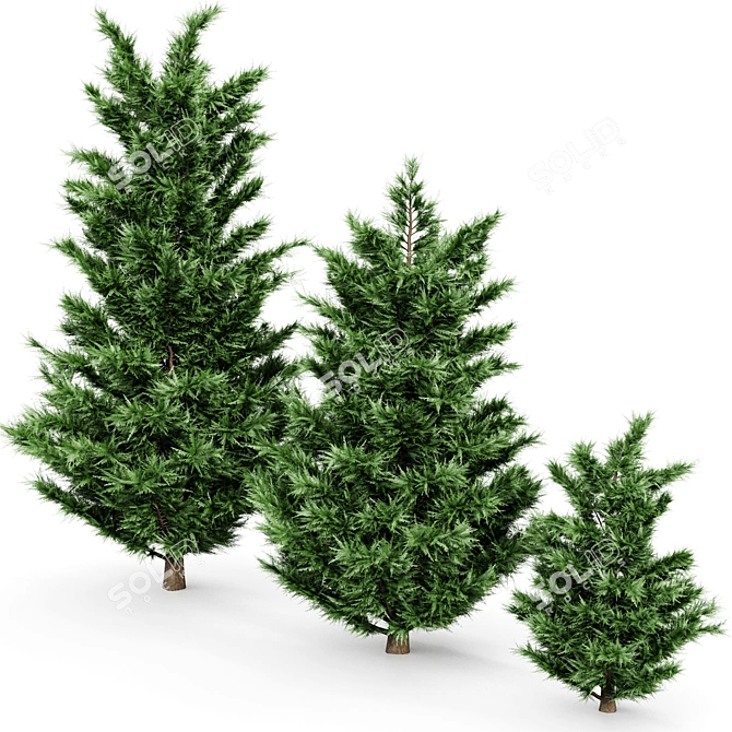 Tall Leyland Cypress Tree: 6m & 4.5m Varieties 3D model image 3