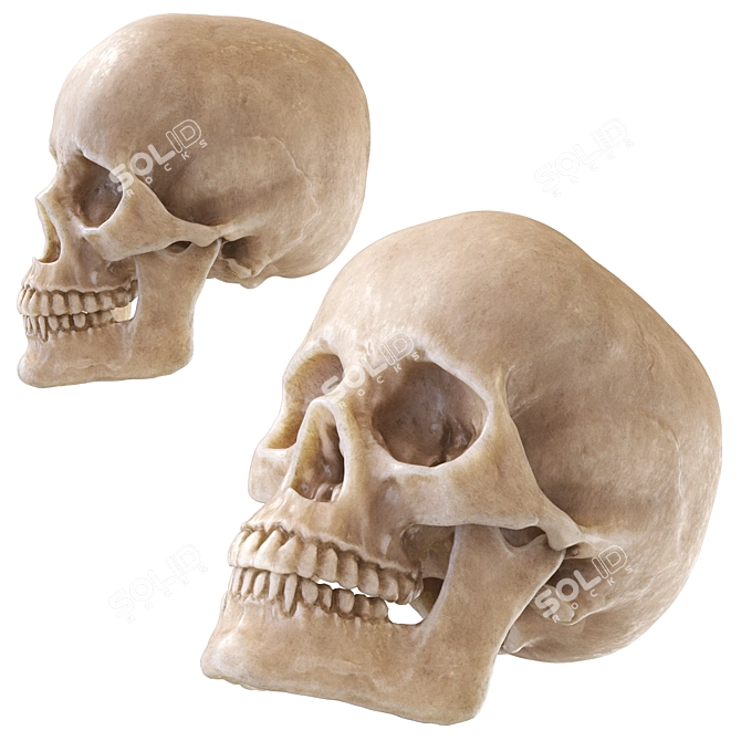 Skull 2013: Realistic Human Anatomy 3D model image 1