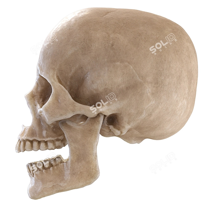 Skull 2013: Realistic Human Anatomy 3D model image 3