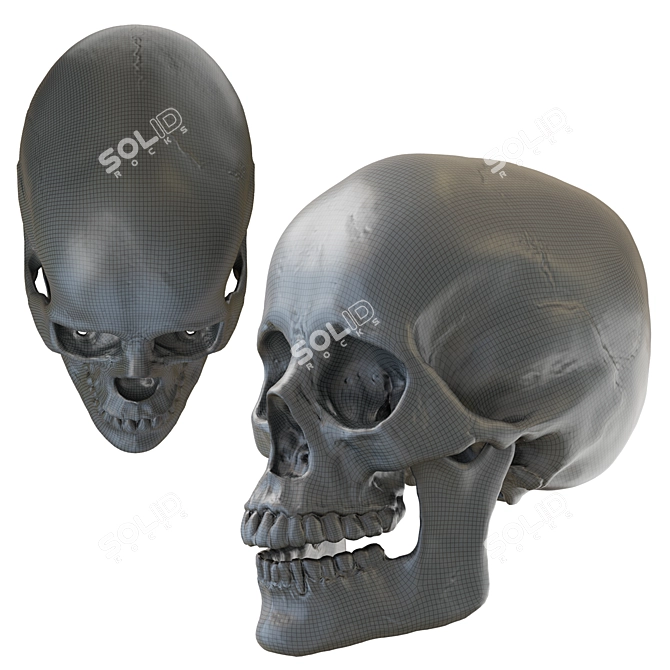 Skull 2013: Realistic Human Anatomy 3D model image 5