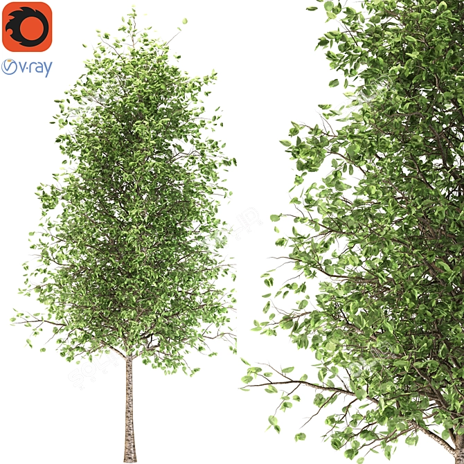 Quaking Aspen: Majestic 14M Height 3D model image 1