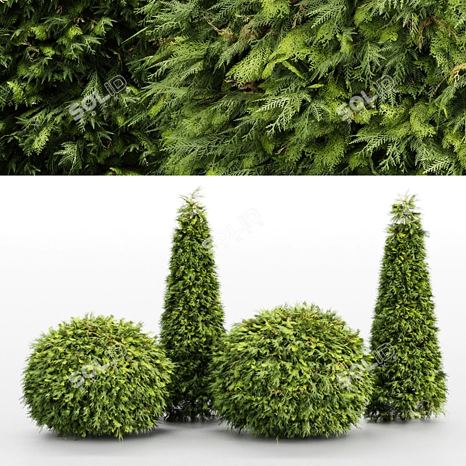 Golden Globe Dwarf Thuja: Evergreen Shrubs for Stunning Landscapes 3D model image 1