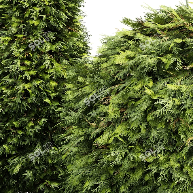 Golden Globe Dwarf Thuja: Evergreen Shrubs for Stunning Landscapes 3D model image 2