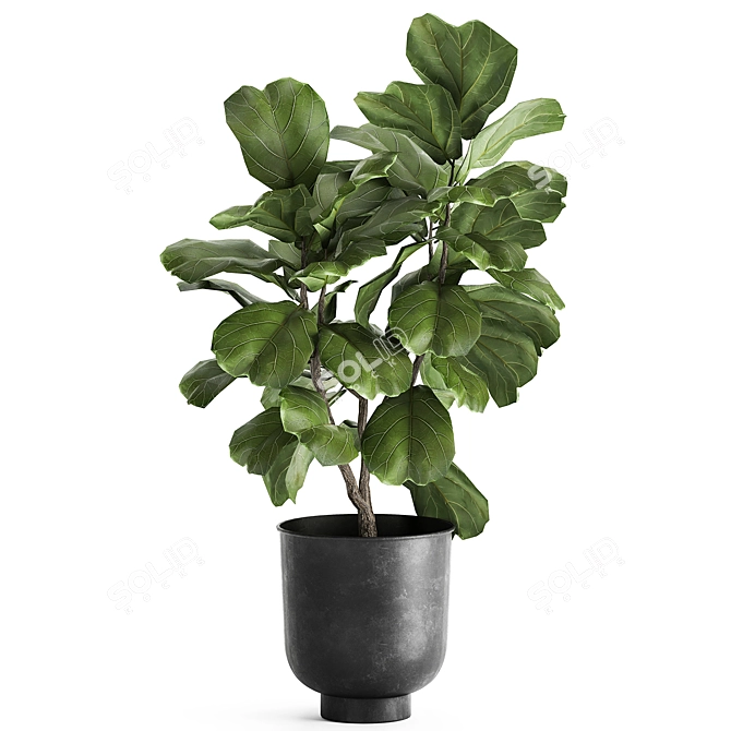 Tropical Exotic Plant Collection 3D model image 2