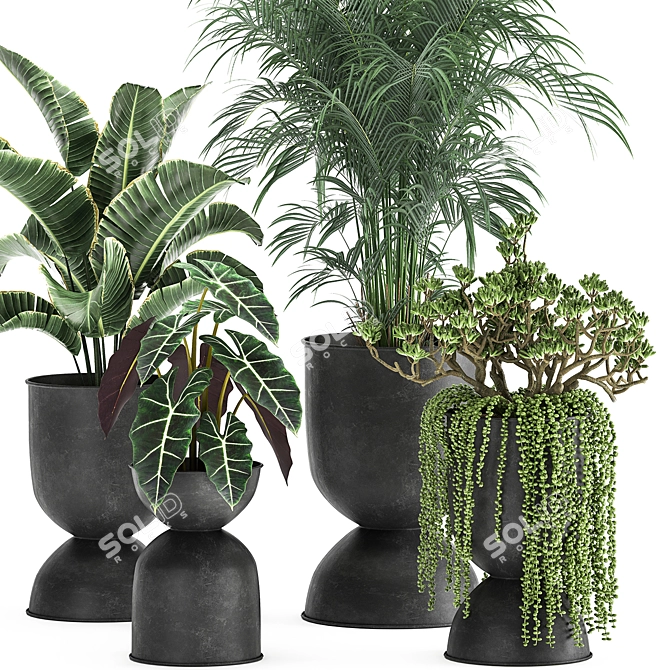 Tropical Oasis Plant Collection 3D model image 2