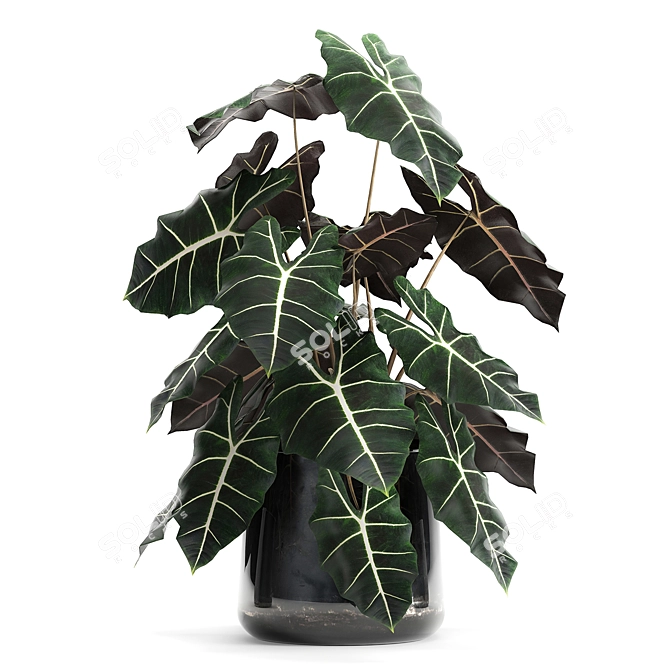 Exotic Tropical Plant Collection 3D model image 2