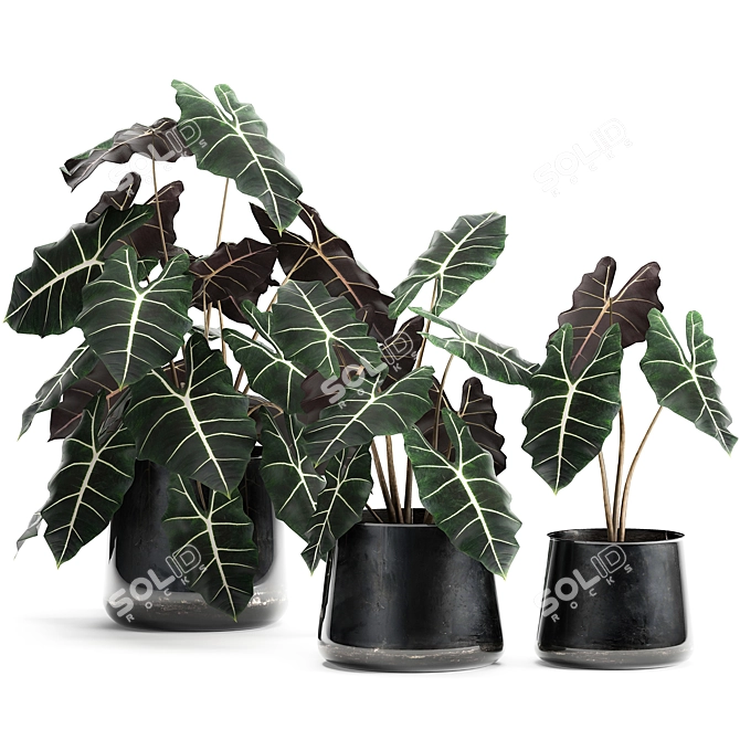 Exotic Tropical Plant Collection 3D model image 4