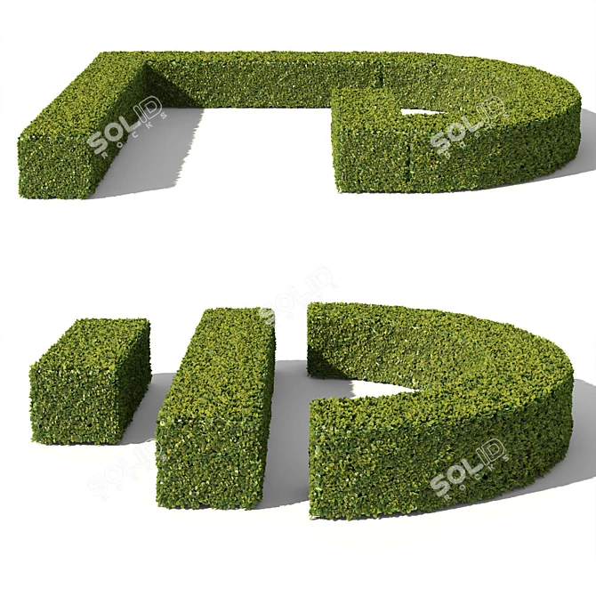 Evergreen Buxus Sempervirens Shrub 3D model image 2