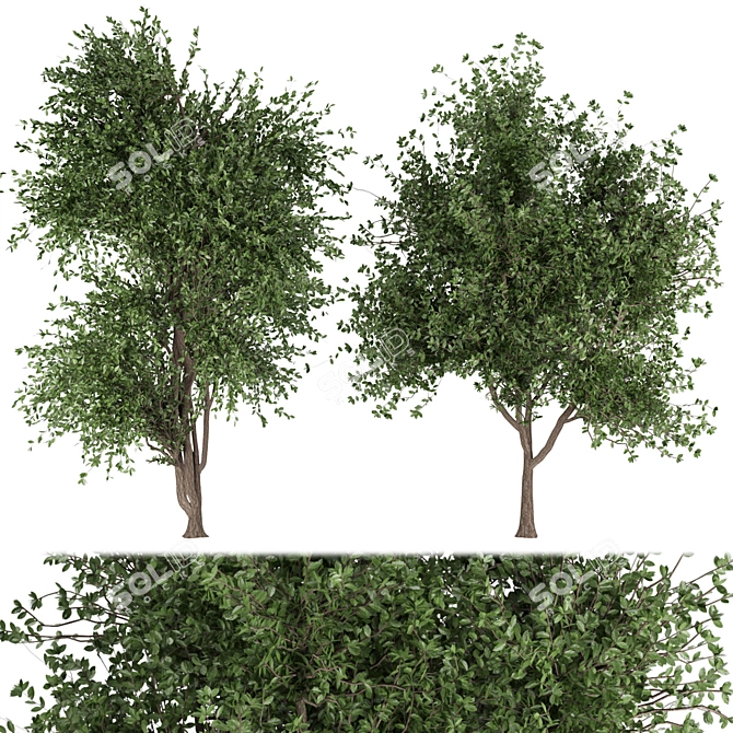 Lush Plant Collection Vol. 112 3D model image 1