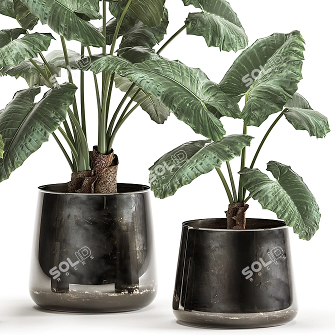 Exotic Tropical Plant Collection in Reclaimed Iron Pot 3D model image 2