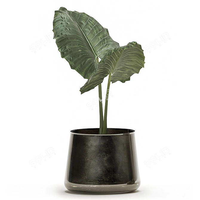 Exotic Tropical Plant Collection in Reclaimed Iron Pot 3D model image 3