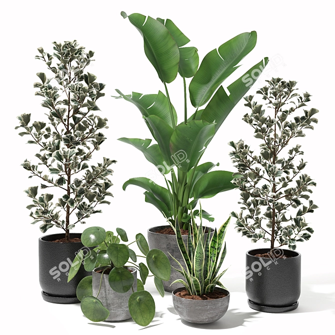 Tropical Plant Set: Sansevieria, Japanese Banana, Ficus, Pilea 3D model image 1